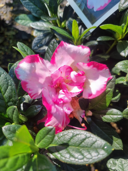 Rhododendron tsutsusi (Hana No Hibiki Azalea)