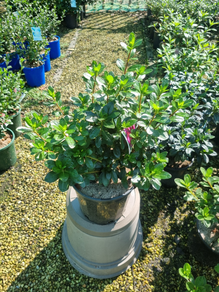 Rhododendron spp. (Ostali Azalea)