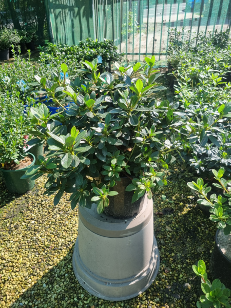 Azalea Indica ‘Red Wings’ (Red Wings Azalea)