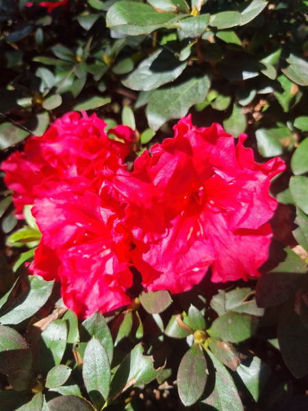 Rhododendron indicum (Red Wings Azalea)