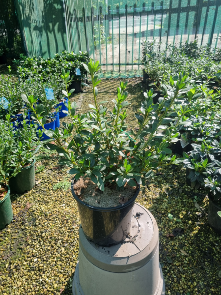 Rhododendron indicum (Rose King Azalea)