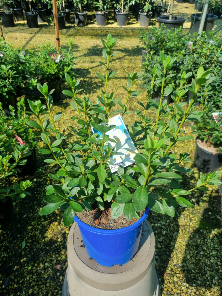 Rhododendron indicum (Snow Prince Azalea)