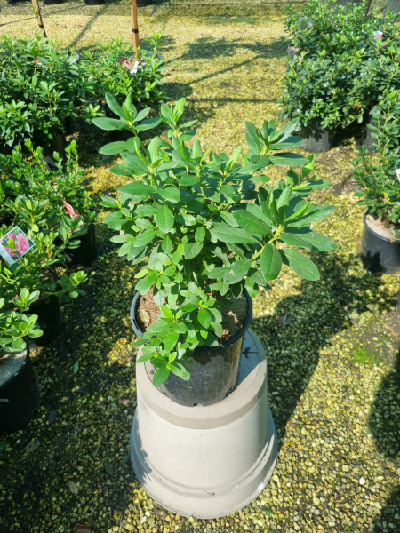 Azalea Indica ‘Alba Magna’ (Indica Azalea)