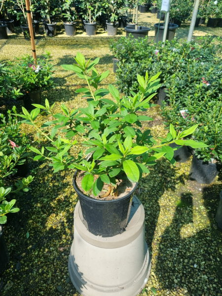 Rhododendron Simsii (Azalea Indica Alphonse Anderson)