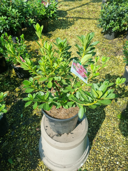 Azalea Indica ‘Happy Days’ (Happy Days Azalea)