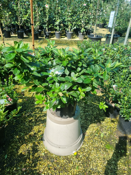 Rhododendron indicum (White Bouquet Azalea)