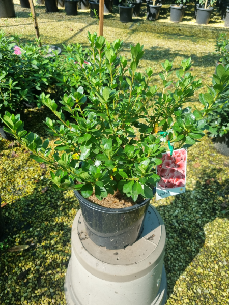 Azalea Kurume (Kirin) CLEARANCE