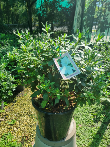 Azalea Indica ‘Alba Magna’ (Indica Azalea)