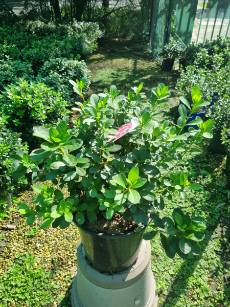 Rhododendron indicum (Happy Days Azalea)