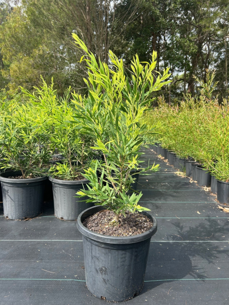 Callistemon Viminalis ‘Wilderness White’ (Wilderness White Bottlebrush)