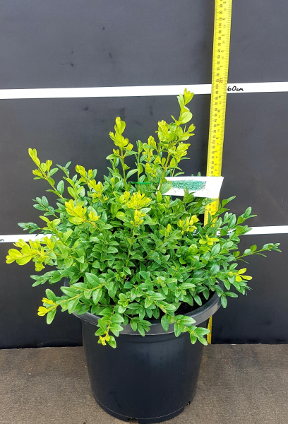 Buxus Sempervirens (English Box)