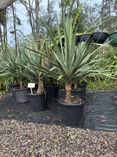 Dracaena Draco (Dragon Tree)