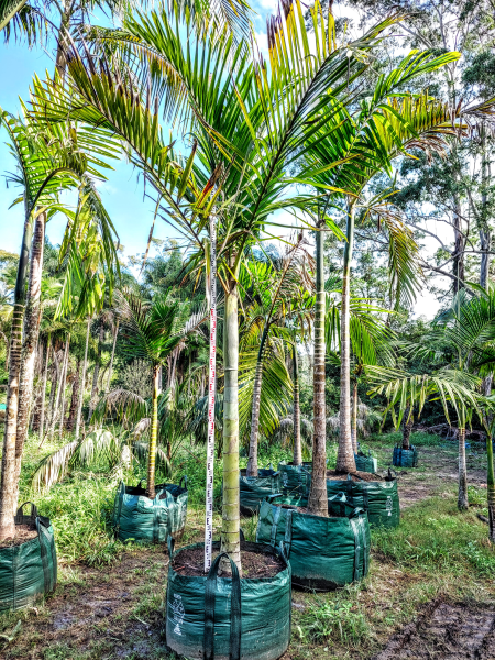 Dypsis pembana (syn. Chrysalidocarpus pembana) – Pemba Palm