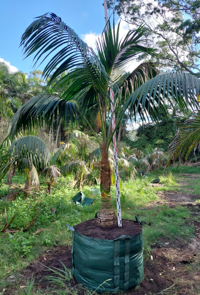 Howea Forsteriana (Kentia Palm)