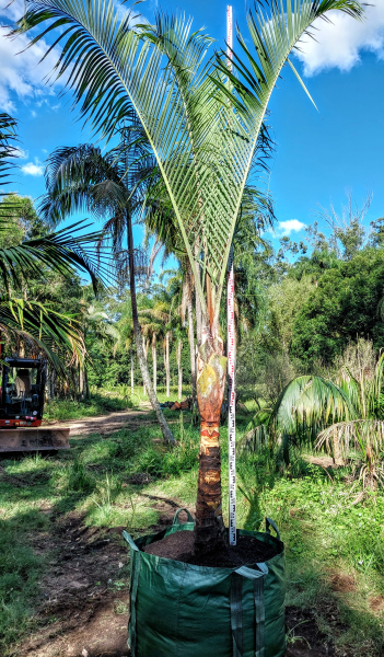 Chrysalidocarpus decaryi (syn. Dypsis decaryi) – Triangle Palm