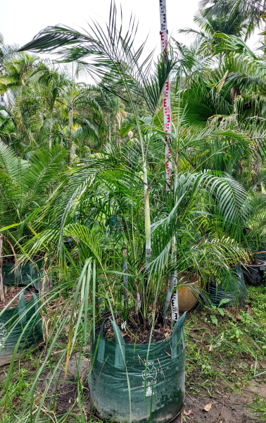 Dypsis baronii (syn. Chrysalidocarpus baronii) – Sugar Cane Palm