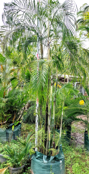 Dypsis baronii (syn. Chrysalidocarpus baronii) – Sugar Cane Palm