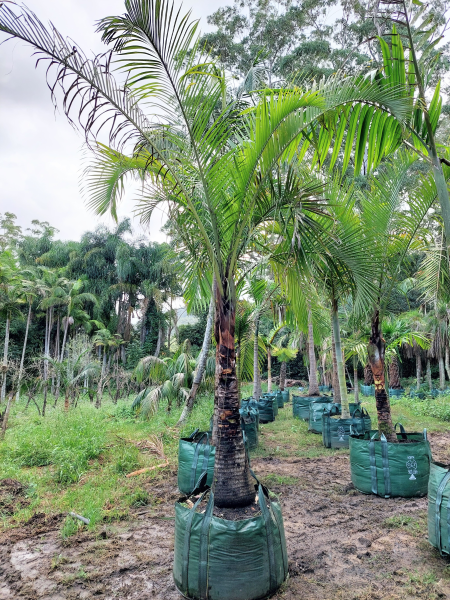 Dypsis Decaryi (Triangle Palm)
