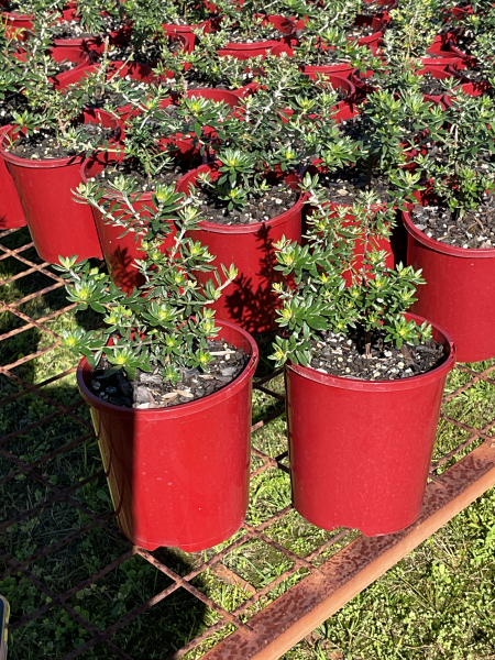 Westringia Fruticosa ‘Zena’ (Zena Coastal Rosemary)