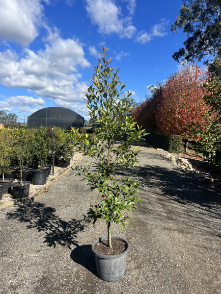 Elaeocarpus Reticulatus (Blueberry Ash)