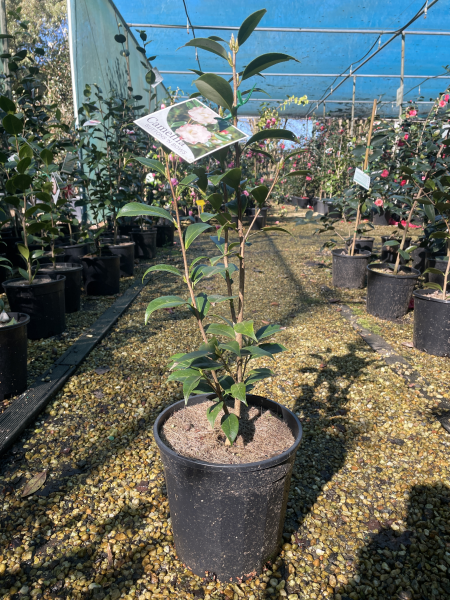 Camellia japonica (Buttons and Bows Camellia)