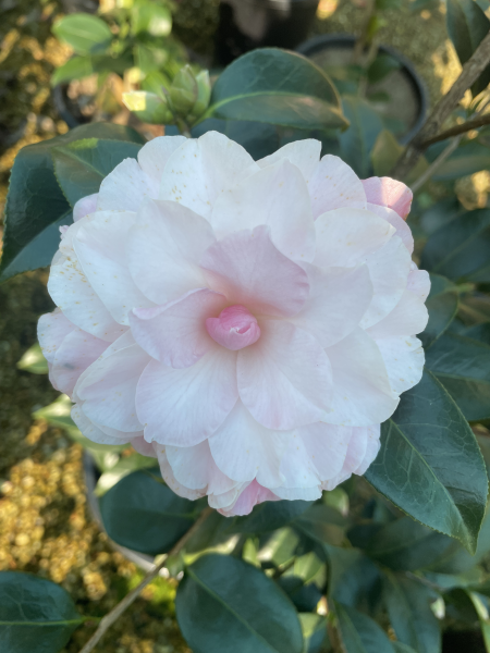 Camellia japonica (Buttons and Bows Camellia)