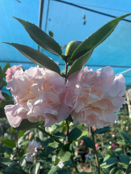 Camellia ‘High Fragrance’