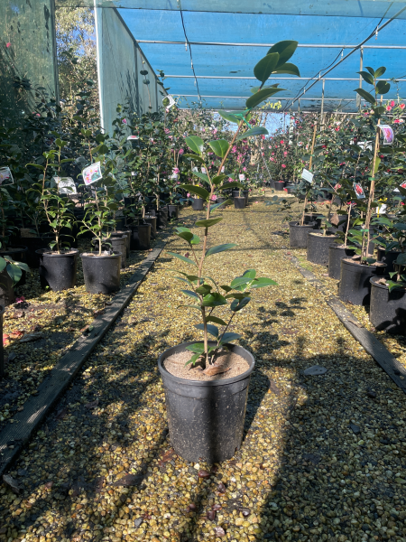 Camellia japonica ‘Black Lace’