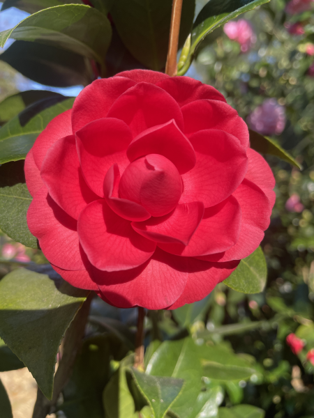 Camellia japonica ‘Black Lace’