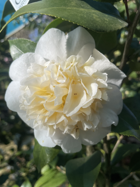 Camellia japonica ‘Brushfields Yellow’