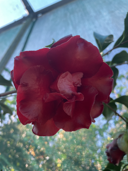 Camellia japonica ‘Black Magic’