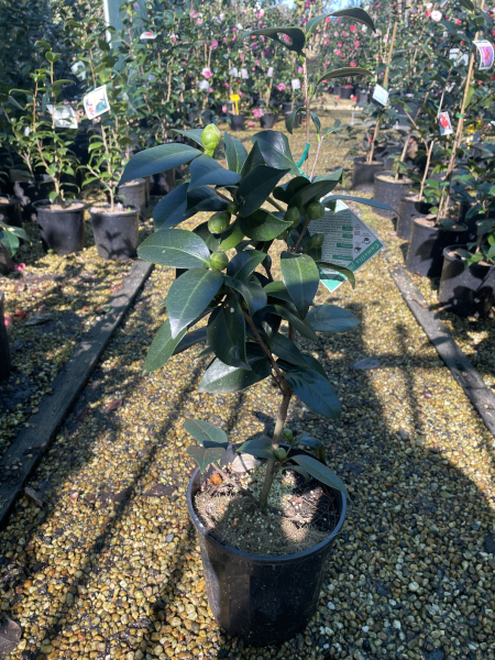 Camellia japonica ‘Bob Hope’