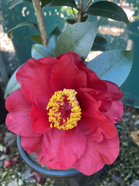 Camellia japonica ‘Bob Hope’