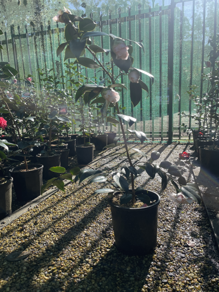 Camellia japonica ‘C.M. Wilson’