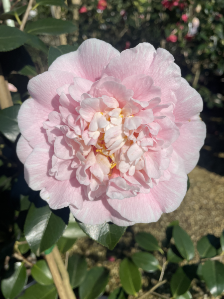 Camellia japonica ‘C.M. Wilson’