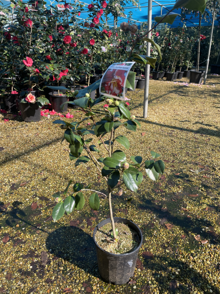 Camellia japonica ‘Dixie Knight Supreme’