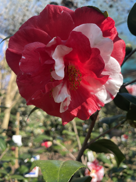 Camellia japonica ‘Dixie Knight Supreme’