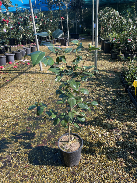 Camellia japonica ‘Dixie Knight’