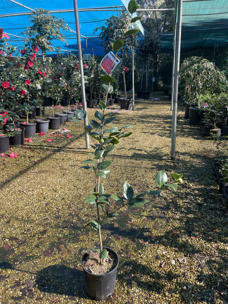 Camellia japonica 'Dona Herzilia de Freitas Magalhaes'