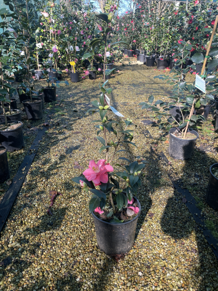 Camellia japonica ‘Coral Delight’