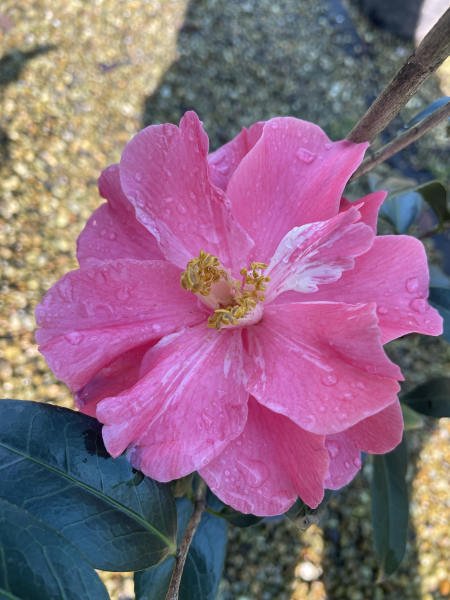 Camellia japonica ‘Coral Delight’