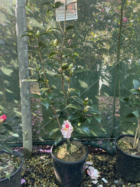 Camellia japonica ‘Courtesan’