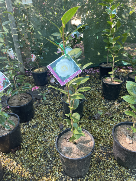 Camellia japonica ‘Dahlonega’