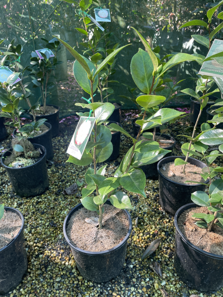 Camellia japonica Desire 