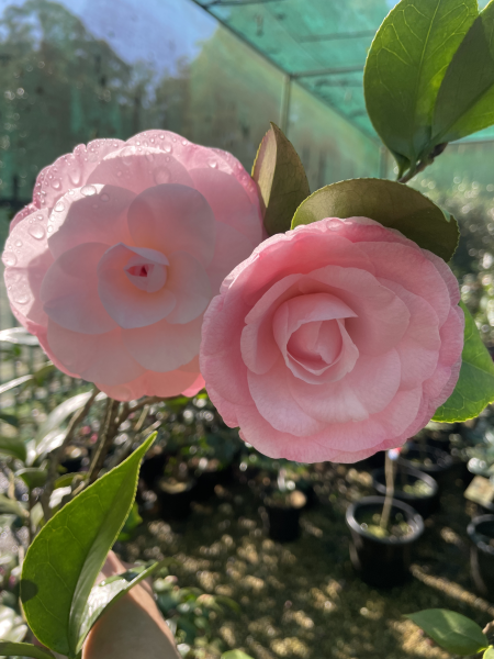 Camellia japonica Desire 