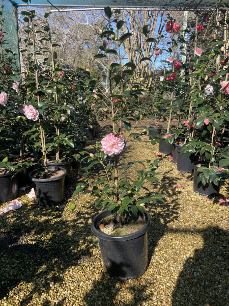 Camellia japonica (Buttons and Bows Camellia)