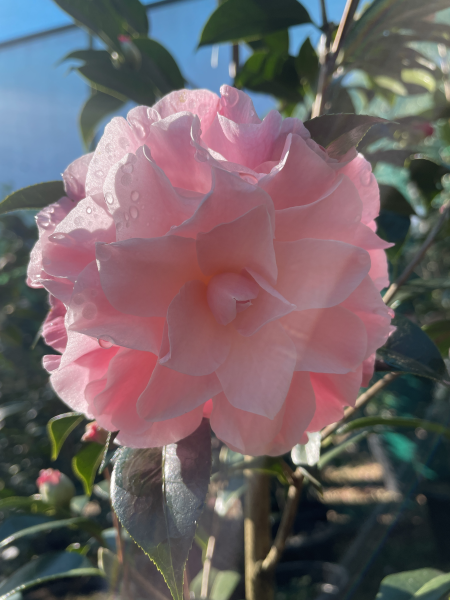 Camellia japonica (Buttons and Bows Camellia)