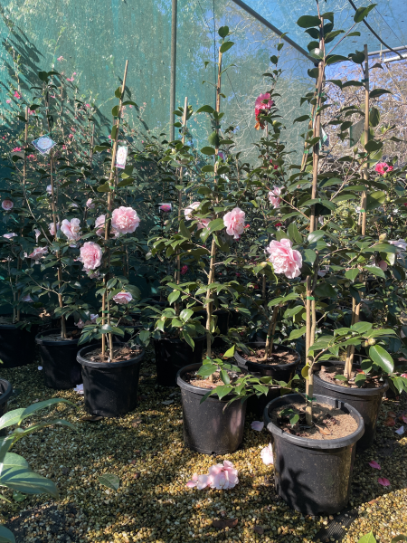 Camellia japonica ‘C.M. Wilson’