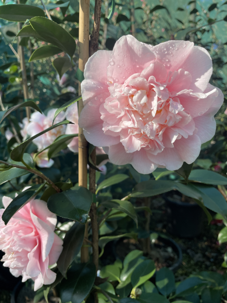 Camellia japonica ‘C.M. Wilson’