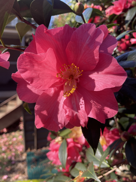 Camellia japonica ‘Coral Delight’